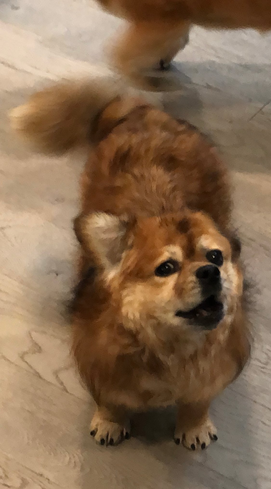 우리 강쥐 아들들